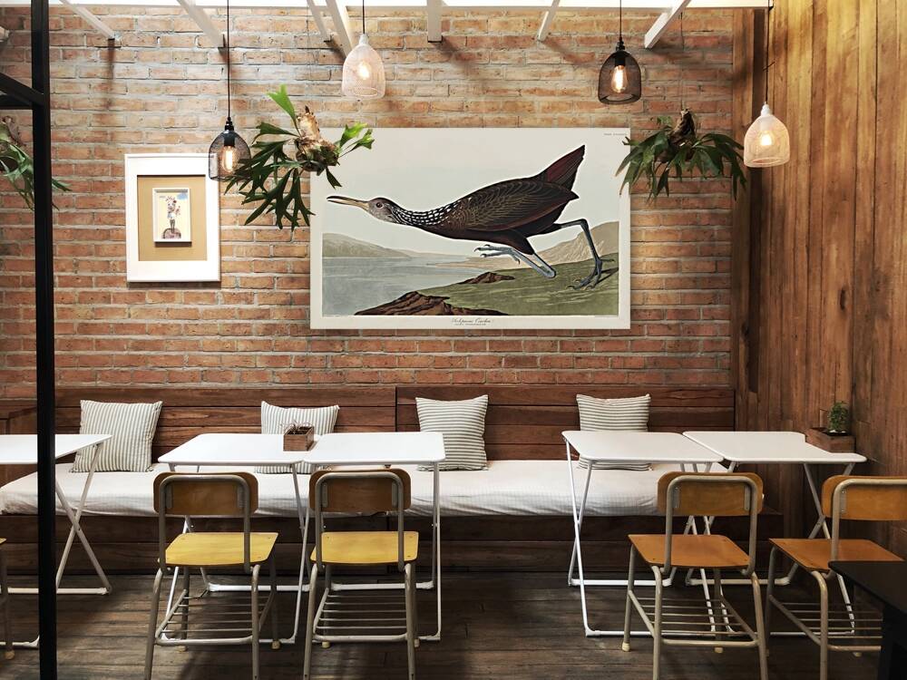 Scolopaceus Courlan Reproduction