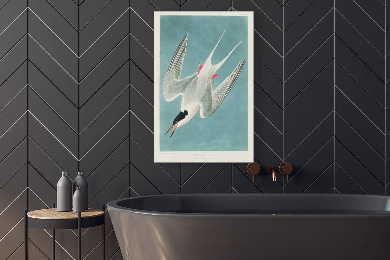 Roseate Tern Reproduction