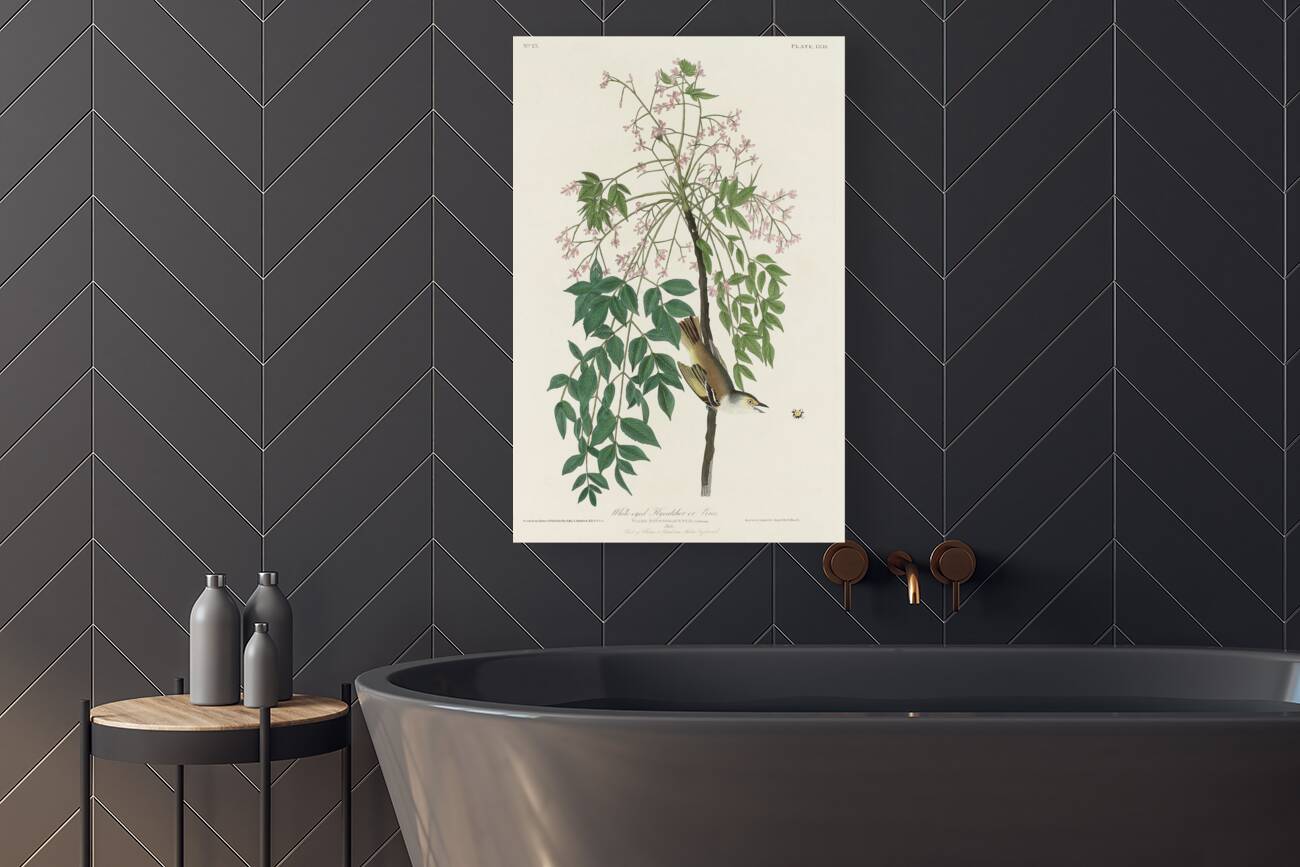 White-eyed Flycatcher or Vireo Reproduction