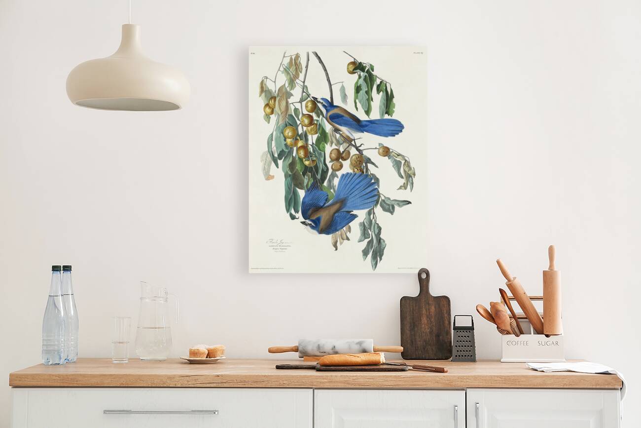 Florida Jay Reproduction