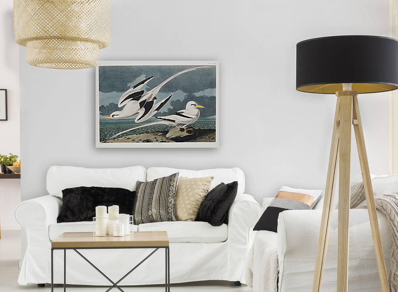 Tropic Bird Reproduction