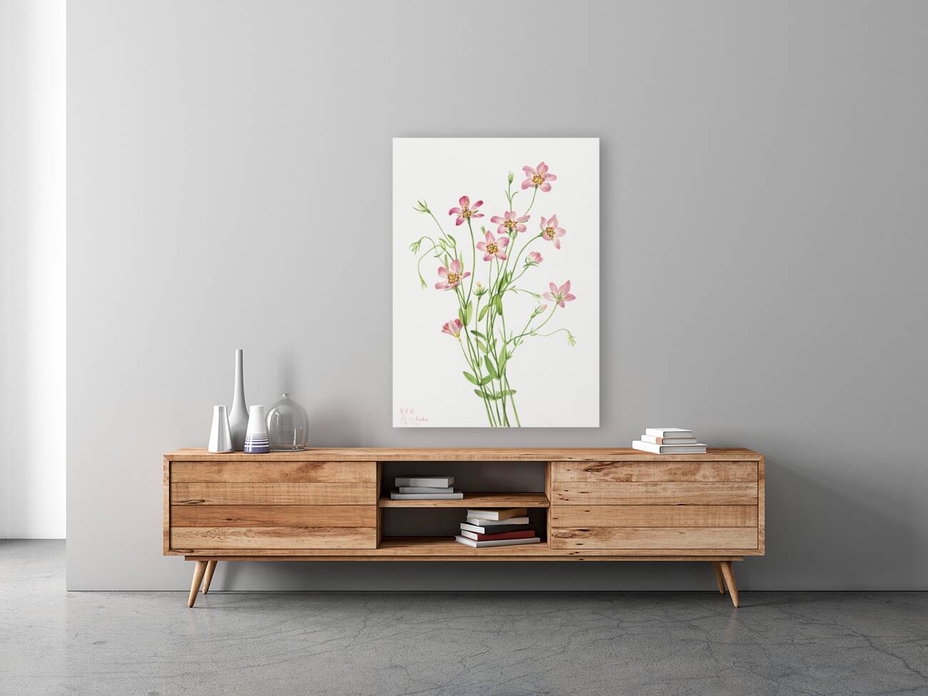 Saltmarsh Rosegentian Sabbatia stellaris 1926 Reproduction