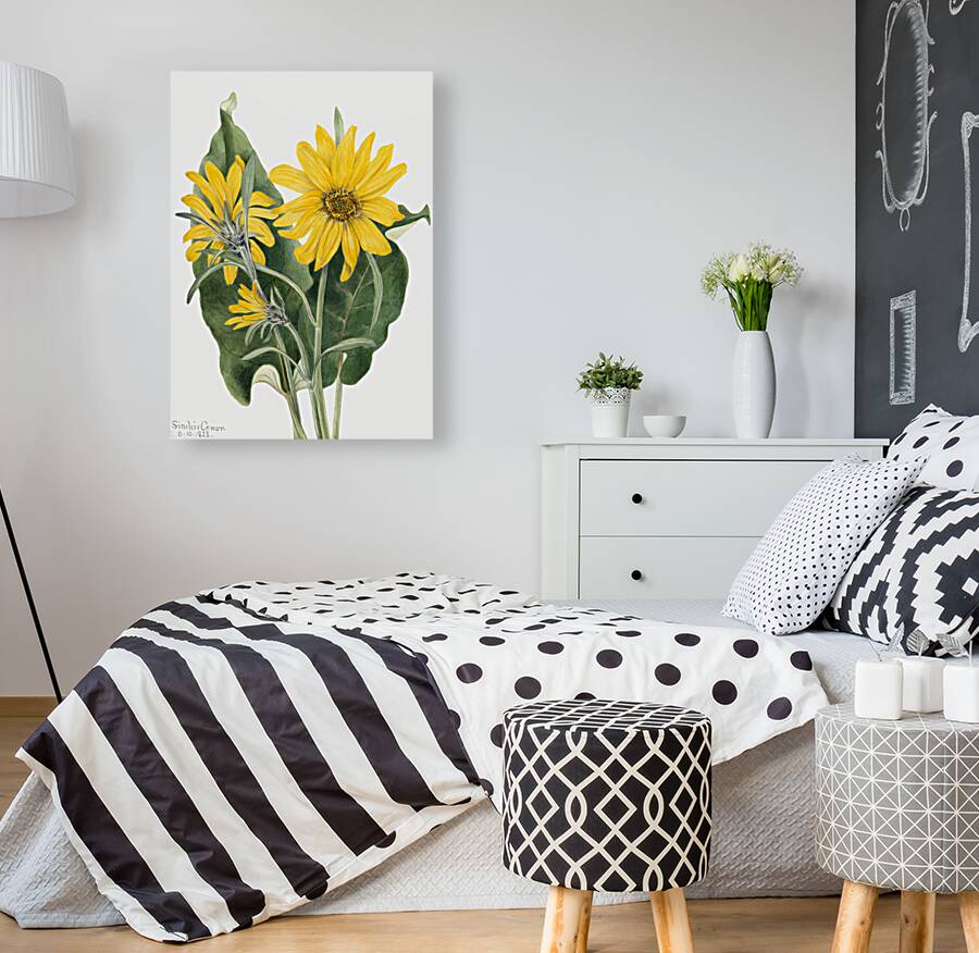 Balsamroot Balsamorhiza sagittata 1923 Reproduction