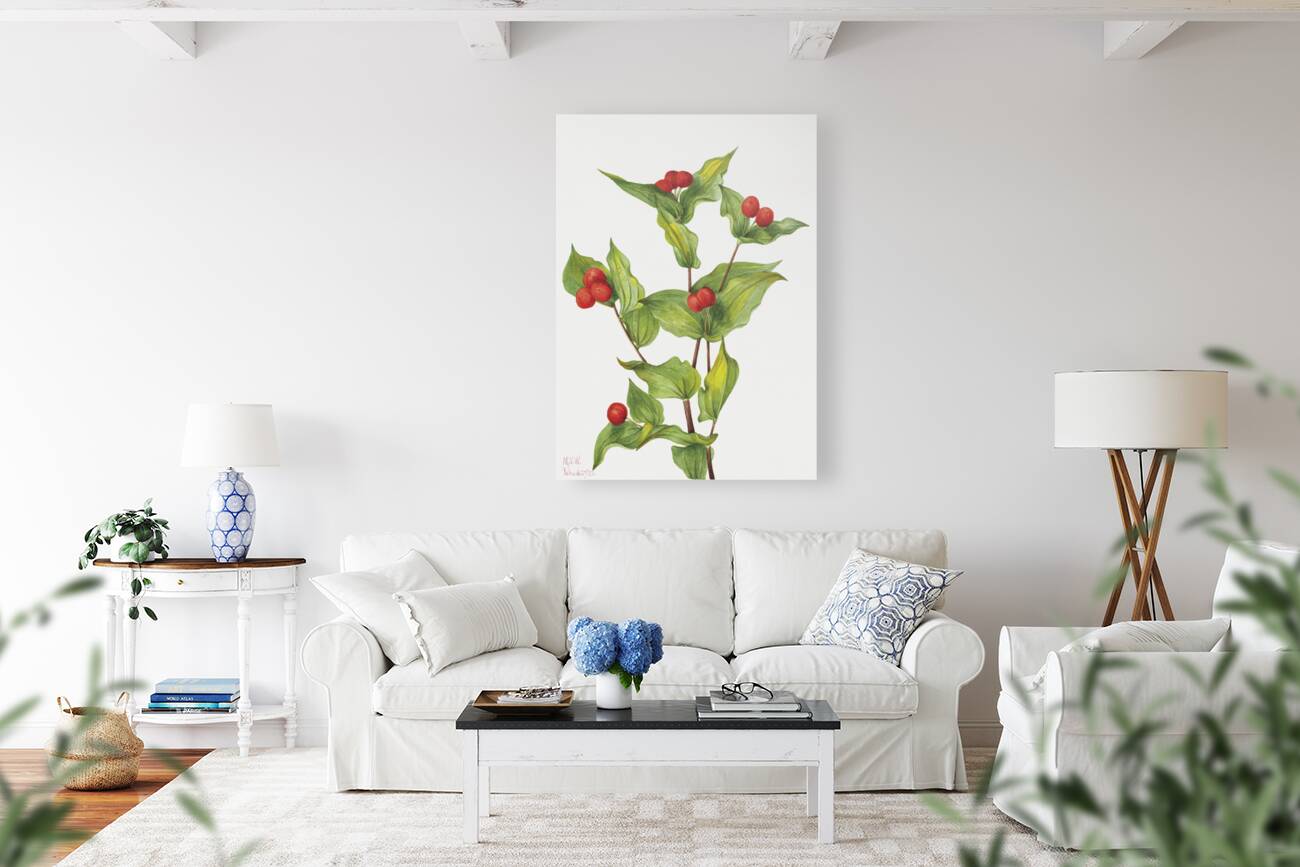 Fairy–bells Disporum hookeri 1933 Reproduction