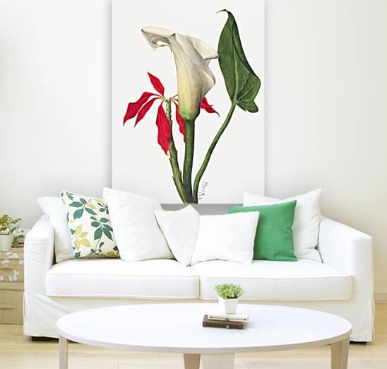 Calla Lily 1877 Reproduction