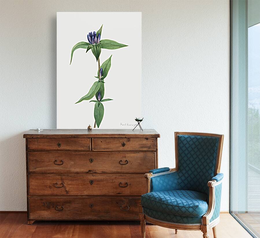 Bottle Gentian Gentiana saponaria 1905 Reproduction