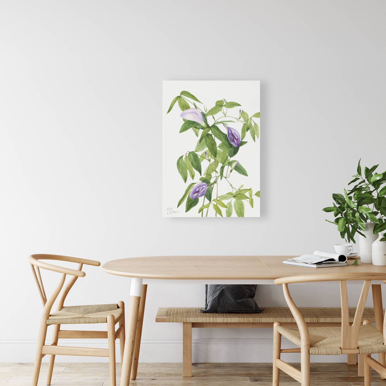 Butterfly Pea Clitoria mariana 1934 Reproduction