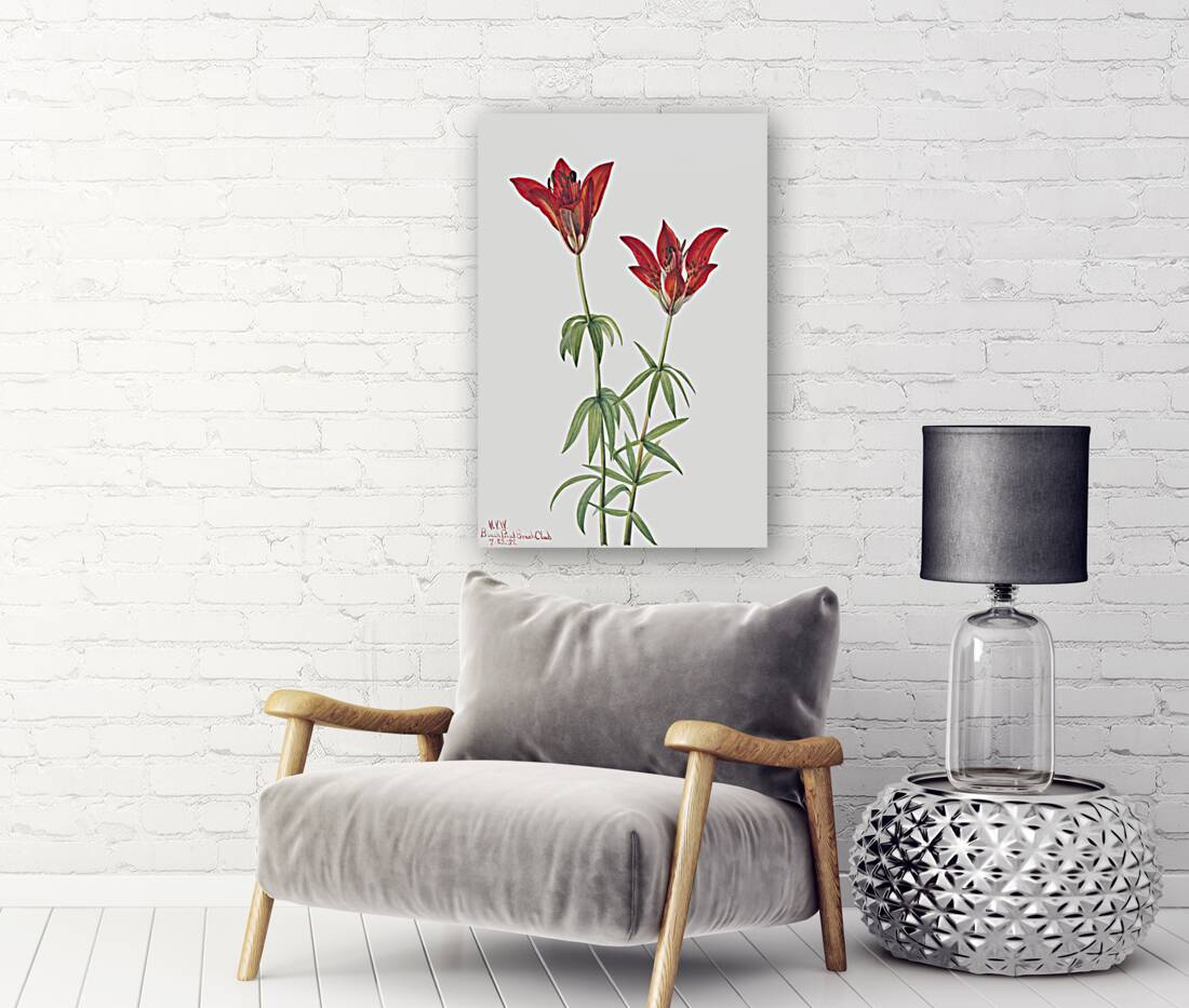 Wood Lily Lilium philadelphicum 1932 Reproduction