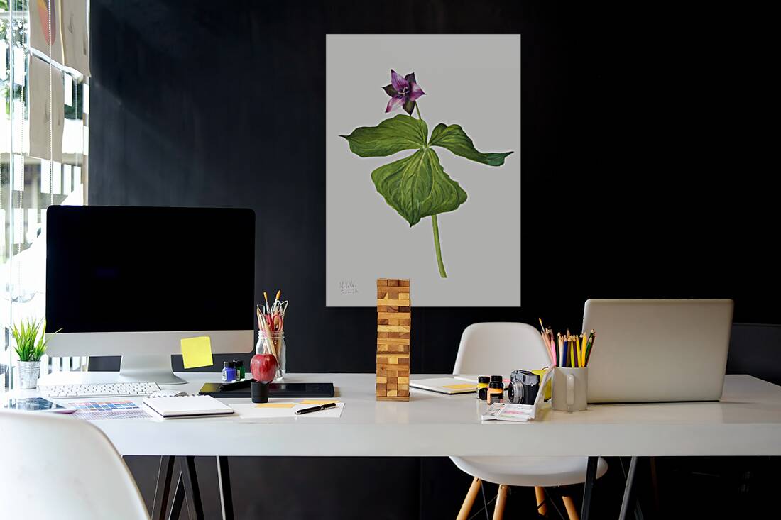 Trillium erectum 1938 Reproduction