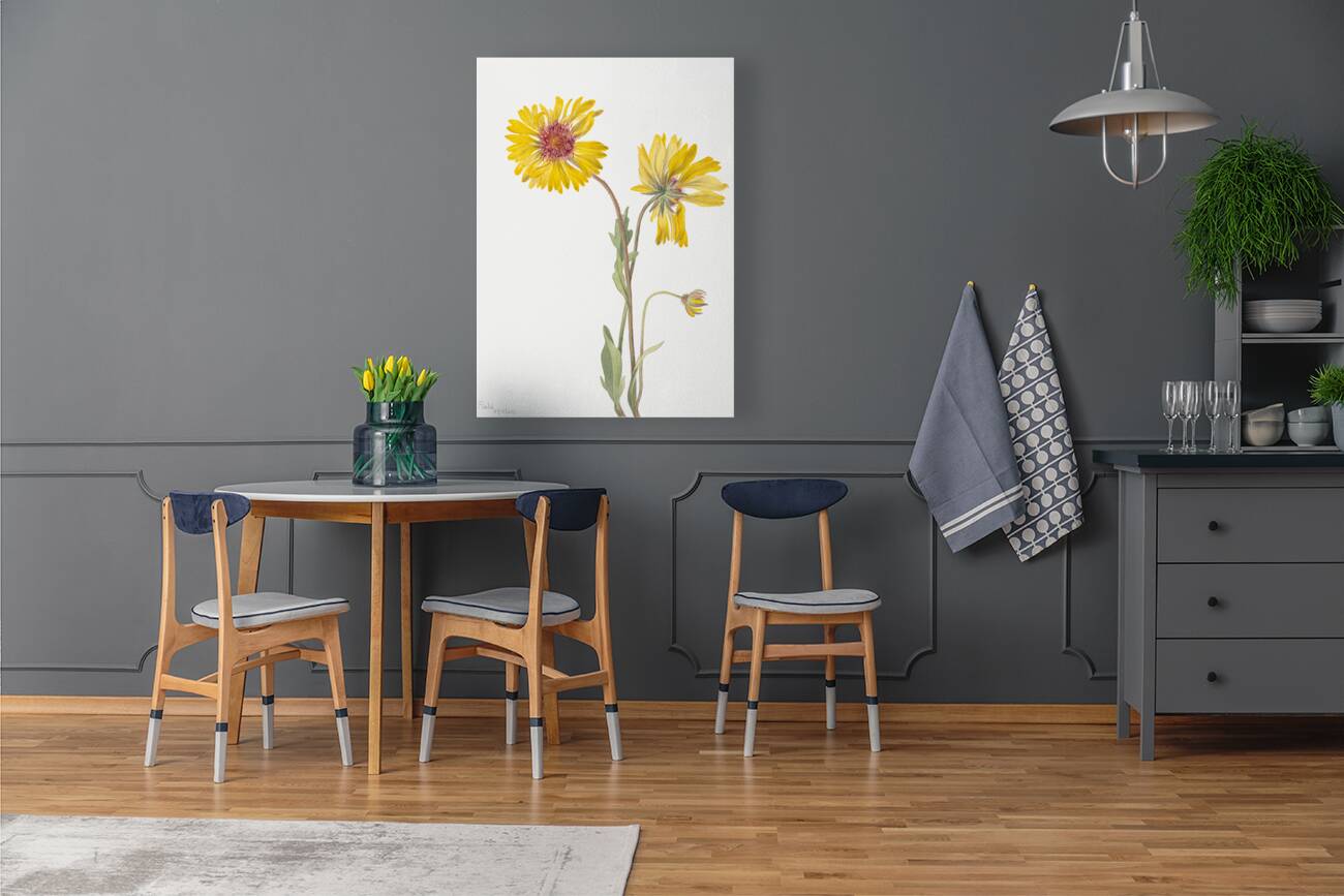 Perennial Gaillardia Gaillardia aristata 1904 Reproduction