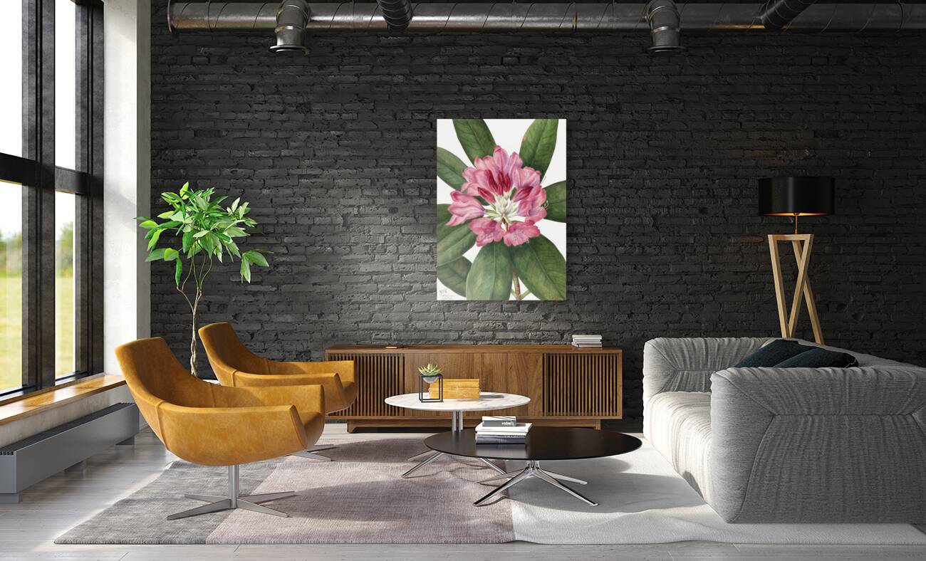 Mountain Rose Bay Rhododendron catawbiense 1932 Reproduction