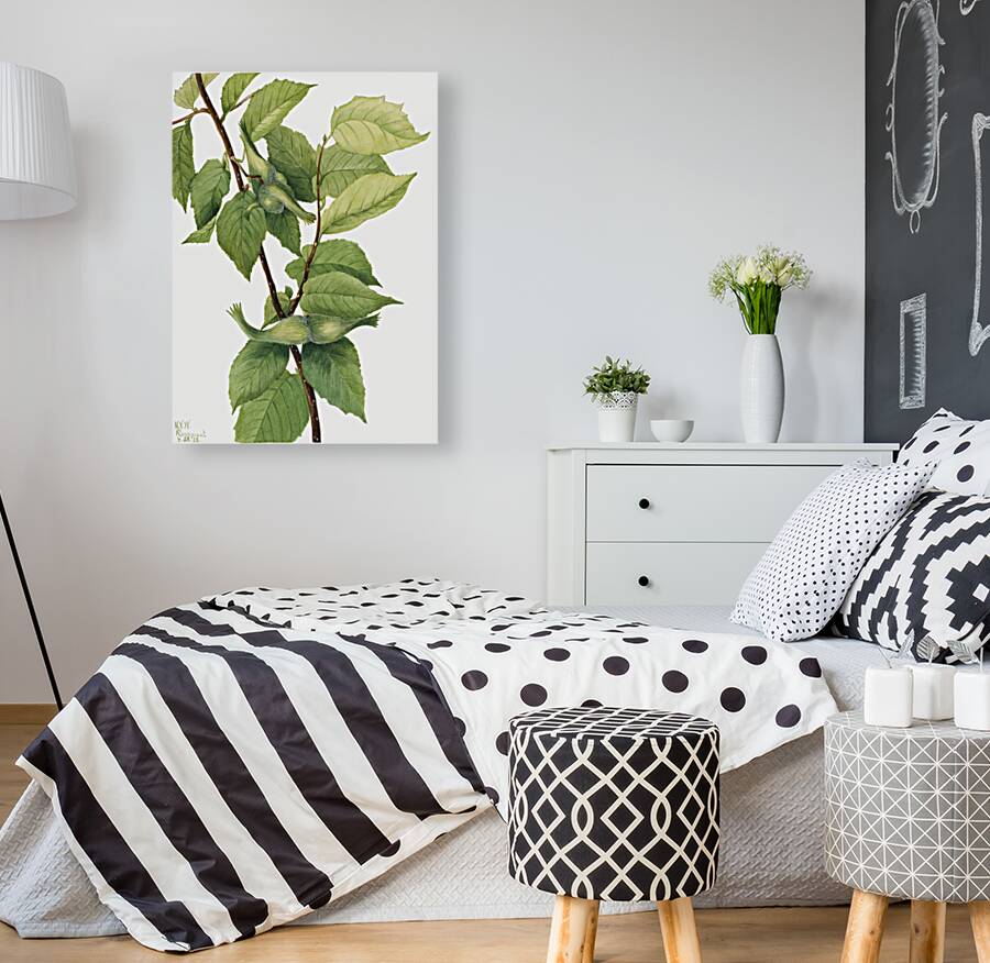 Beaked Hazelnut Corylus rostrata 1932 Reproduction