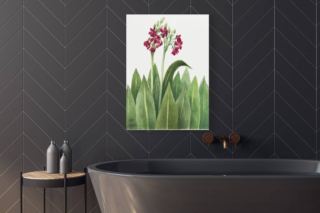 Primrose Primula parryi 1938 Reproduction