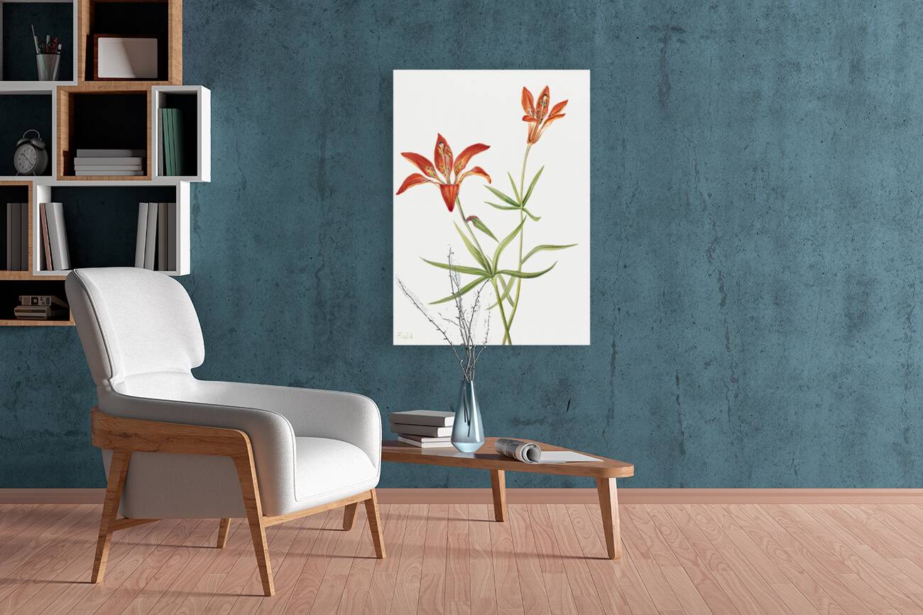 Lily Lilium montanum 1900–1920 Reproduction