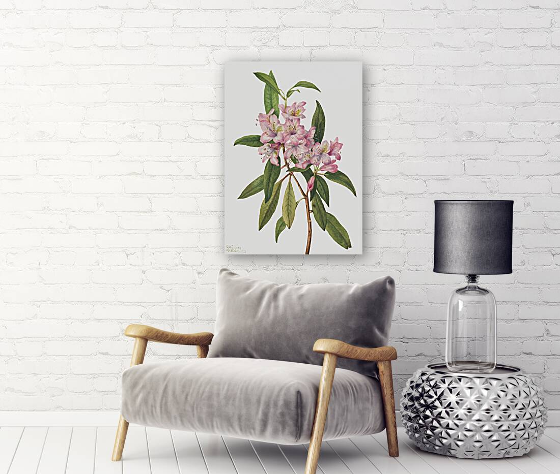 Rose Bay Rhododendron Rhododendron carolinianum 1932 Reproduction