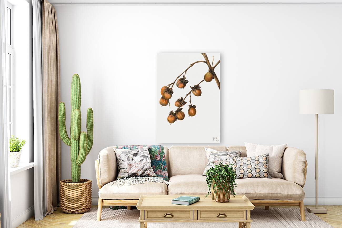 Persimmon Diospyros virginiana 1920 Reproduction