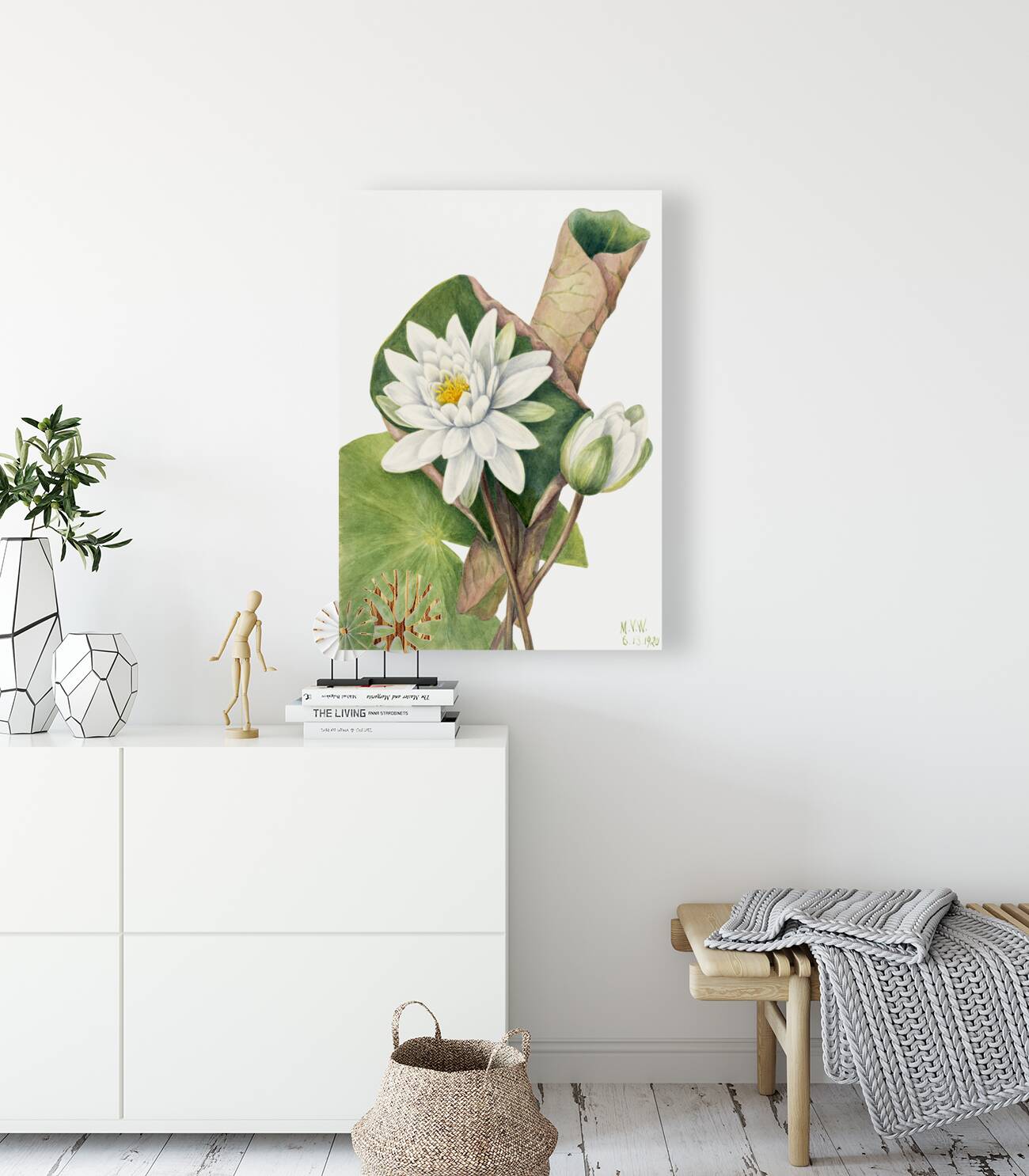 American Waterlily Castalia odorata 1920 Reproduction