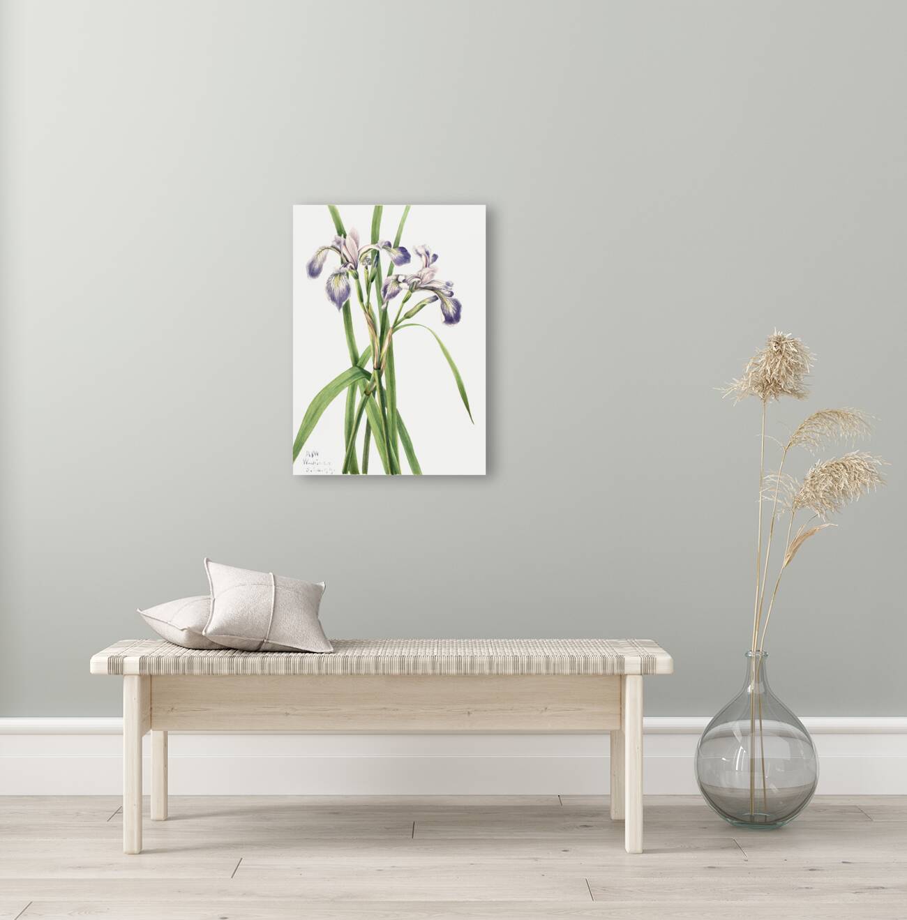 Blueflag Iris Iris versicolor 1919 Reproduction