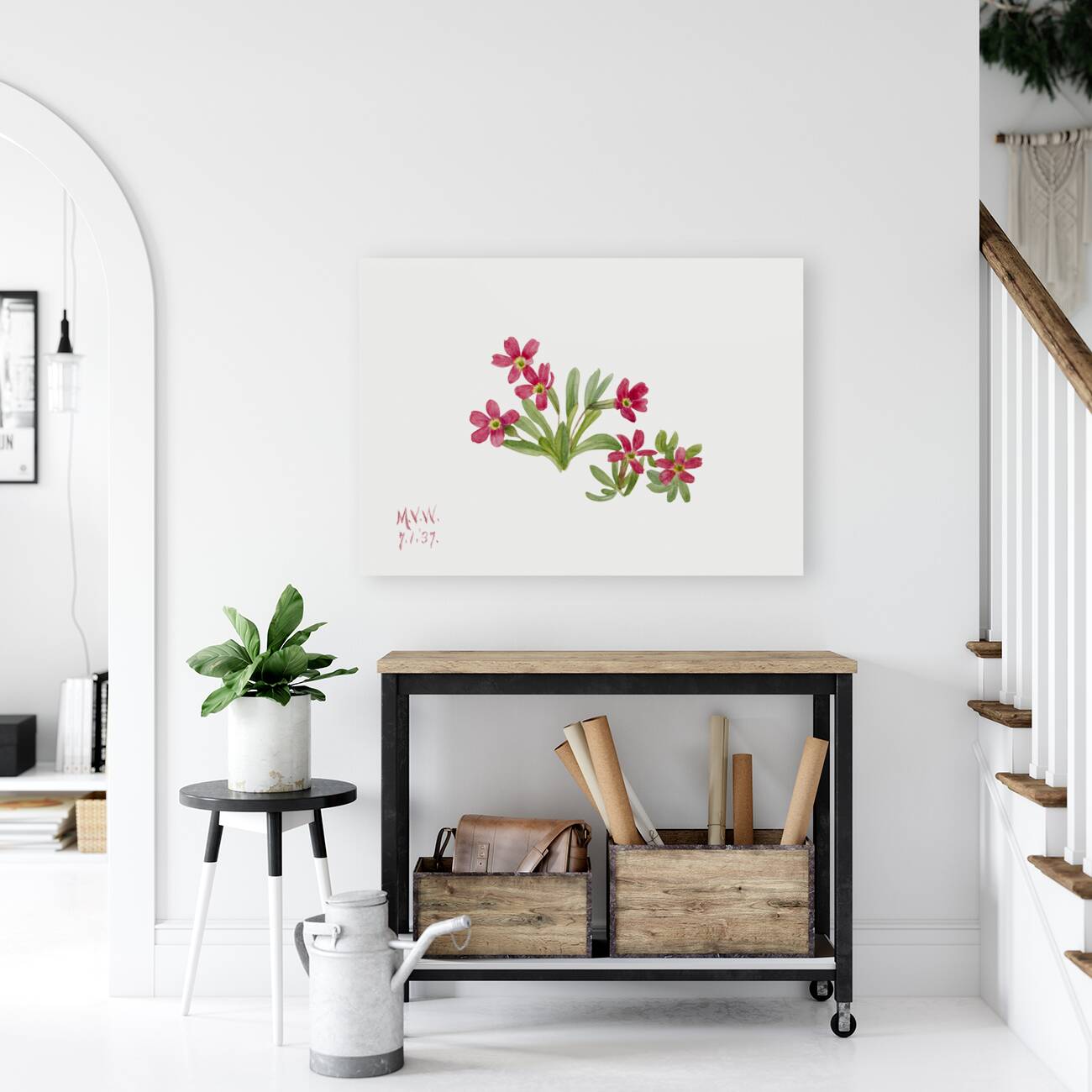 Primrose Primula angustifolia 1937 Reproduction