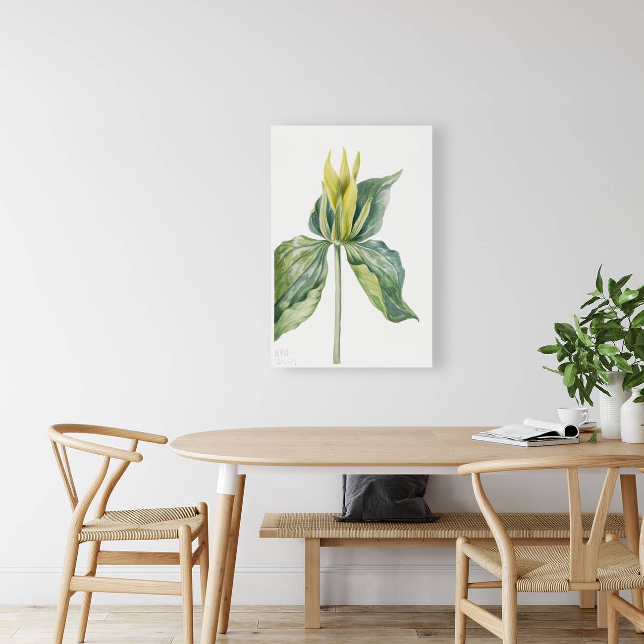 Wake-Robin Trillium underwoodii 1937 Reproduction