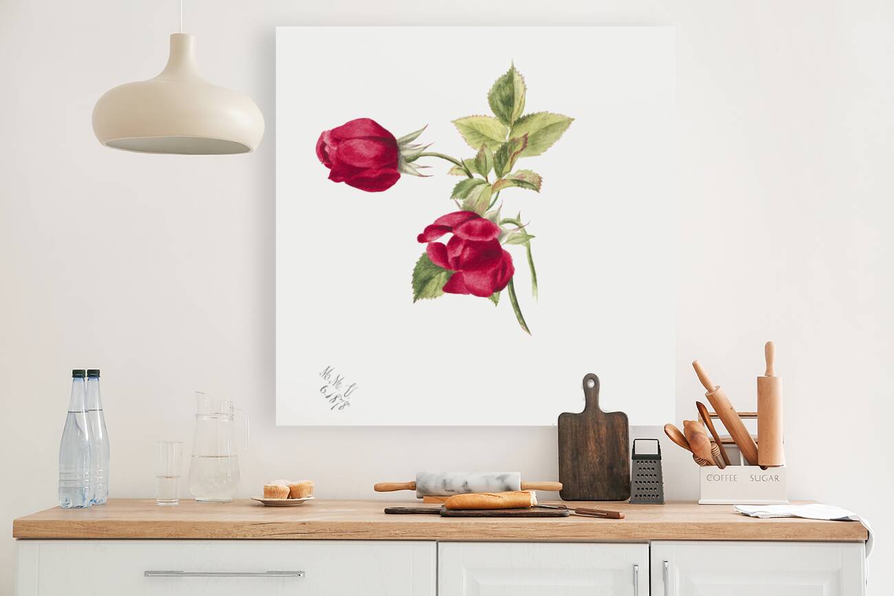 Rose 1878 Reproduction