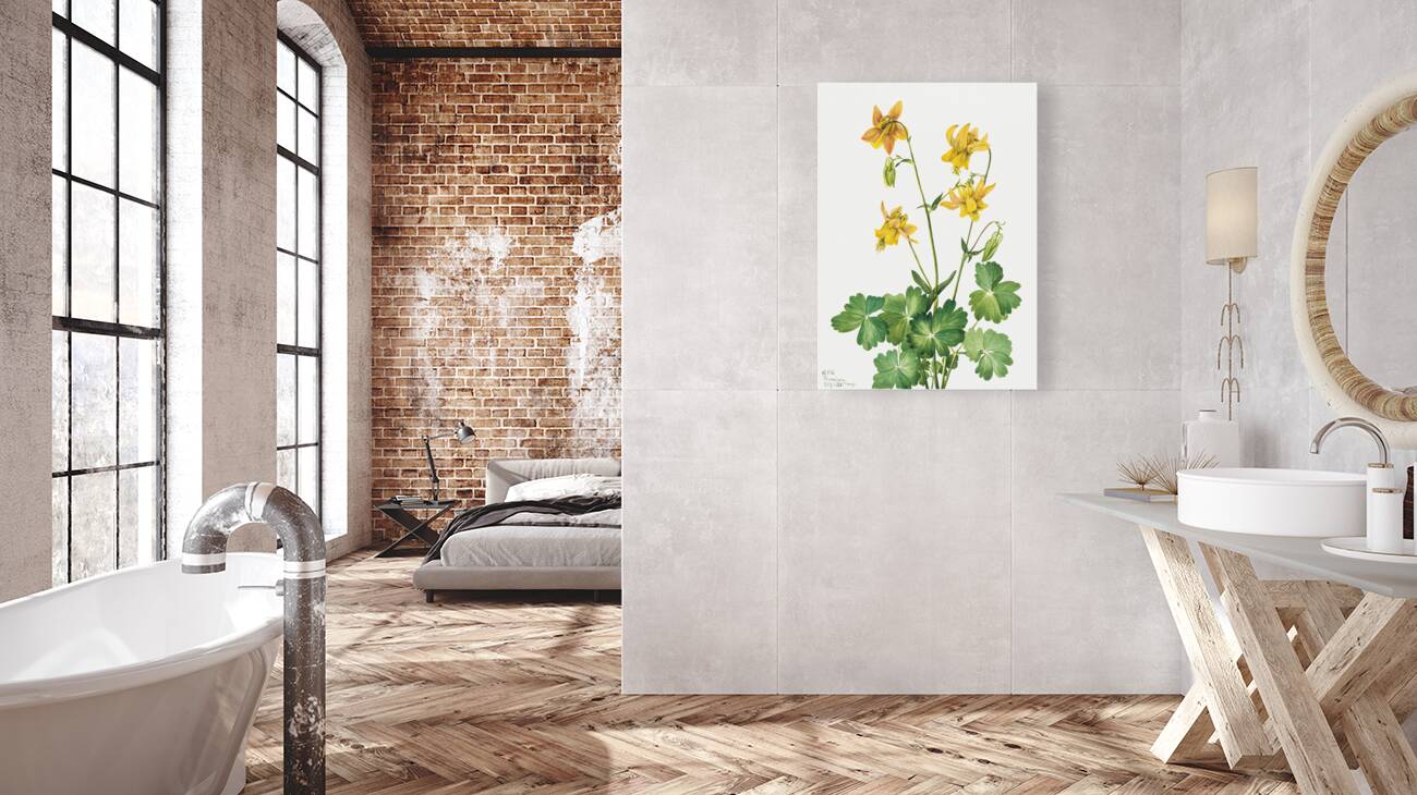 Lemon Columbine Aquilegia flavescens 1925 Reproduction