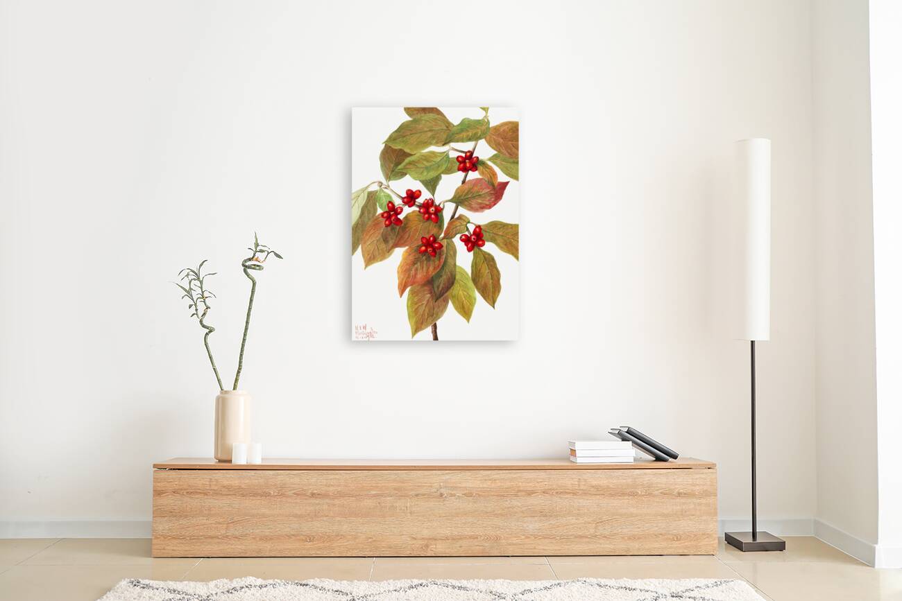 Flowering Dogwood Cornus florida 1919 Reproduction