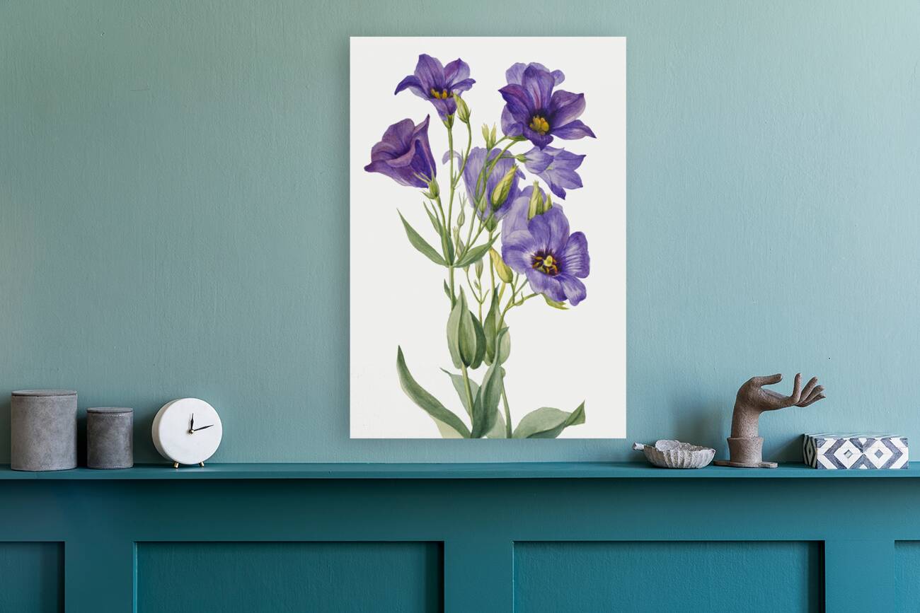 Eustoma russelianum 1930 Reproduction