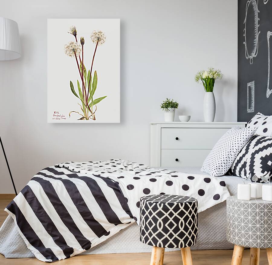 Slender Agoseris Agoseris gracilens 1922 Reproduction