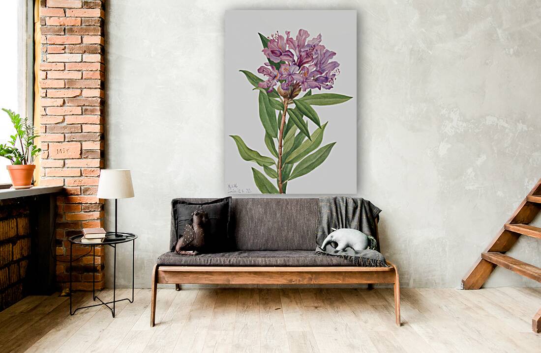 California Rose Bay Rhododendron californicum 1933 Reproduction