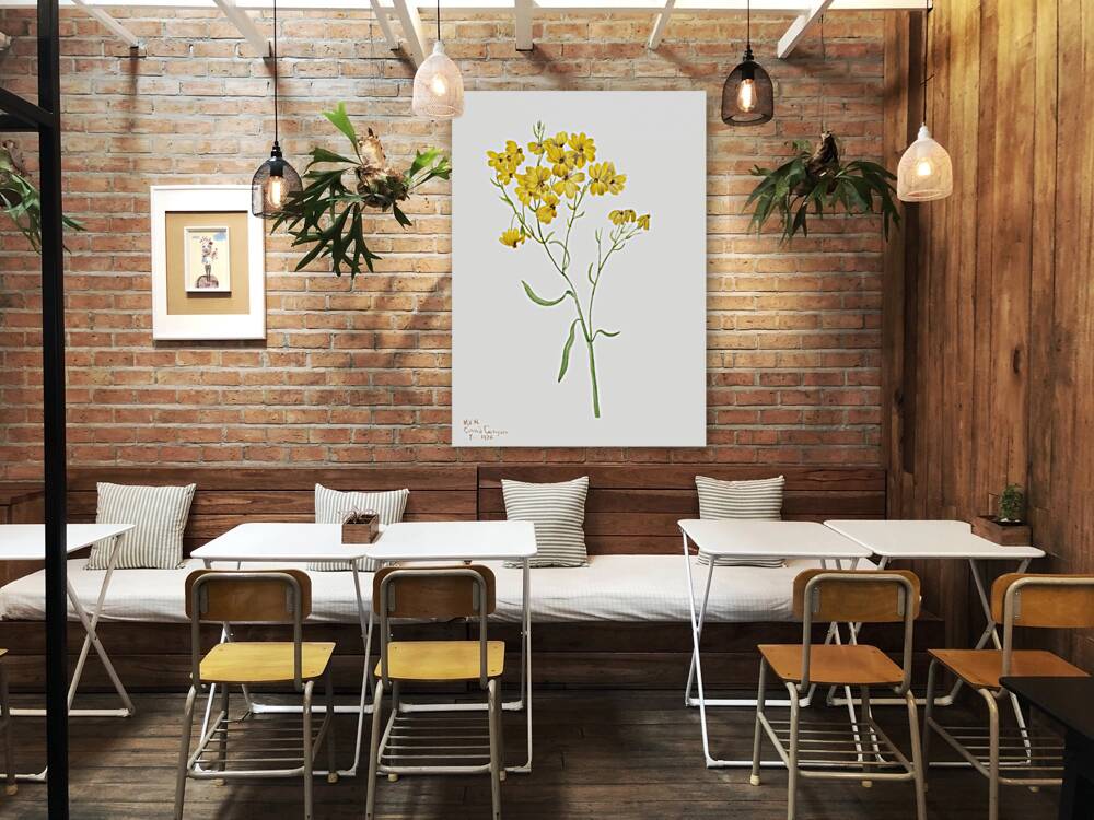 Psilostrophe sparsiflora 1938 Reproduction