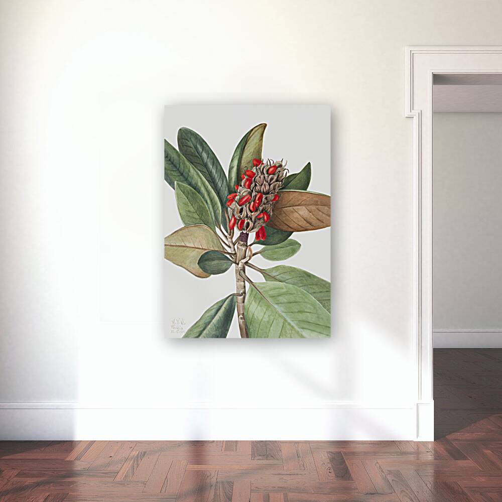 Southern Magnolia Magnolia grandiflora 1923 Reproduction