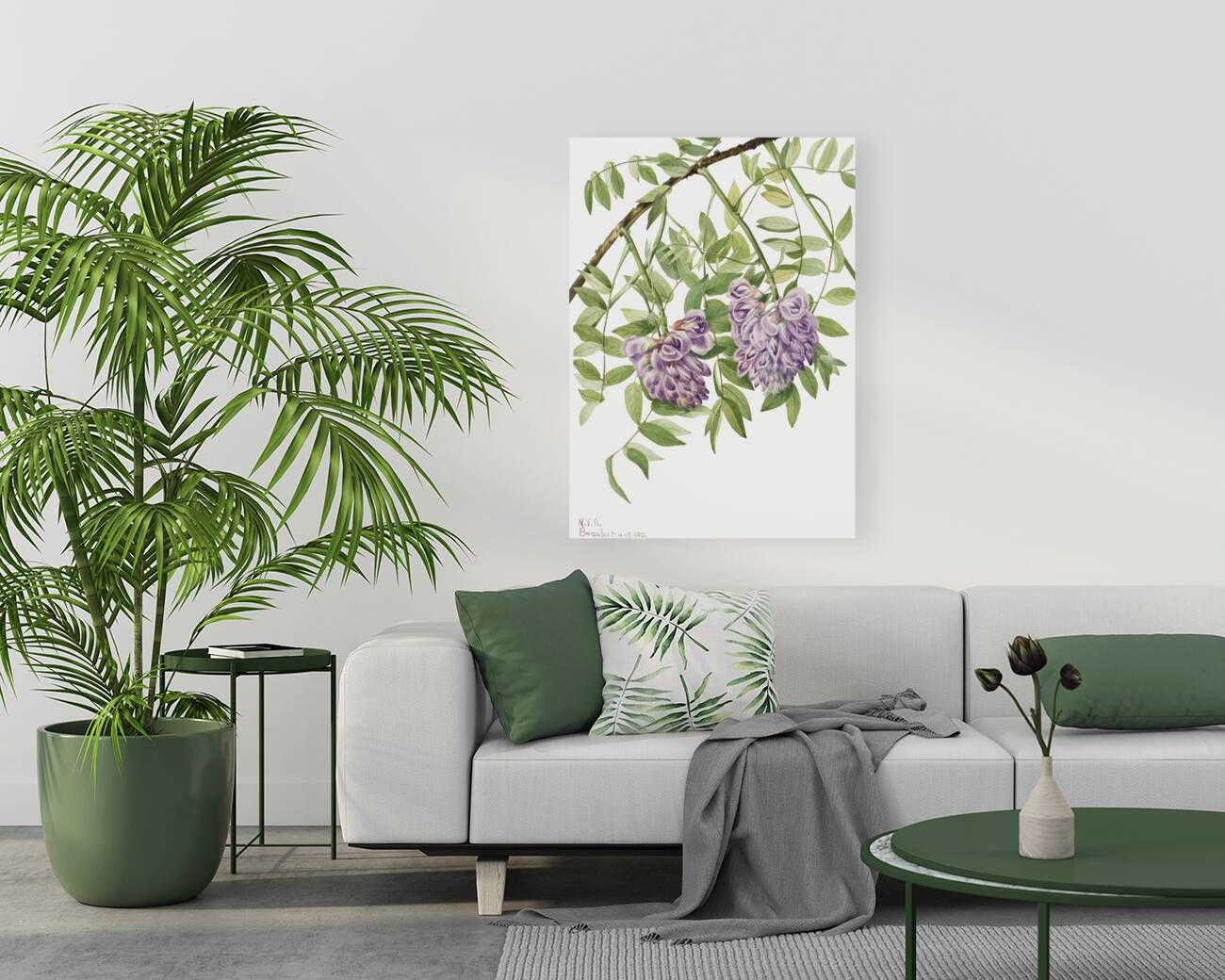 American Wisteria Kraunhia frutescens 1925 Reproduction