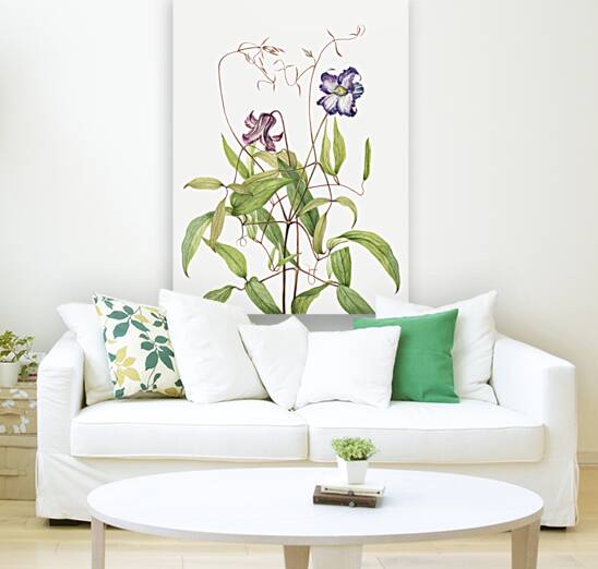 Curly Clematis Clematis crispa 1925 Reproduction