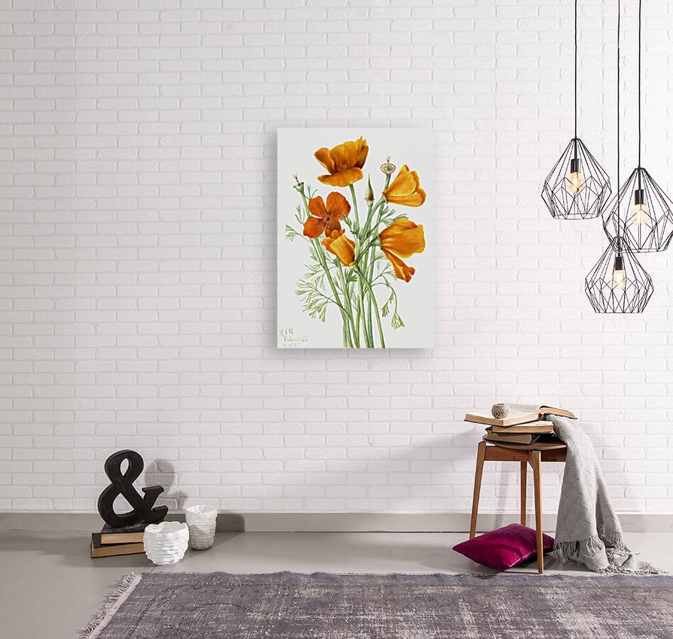 Curly Clematis Clematis crispa 1925 Reproduction