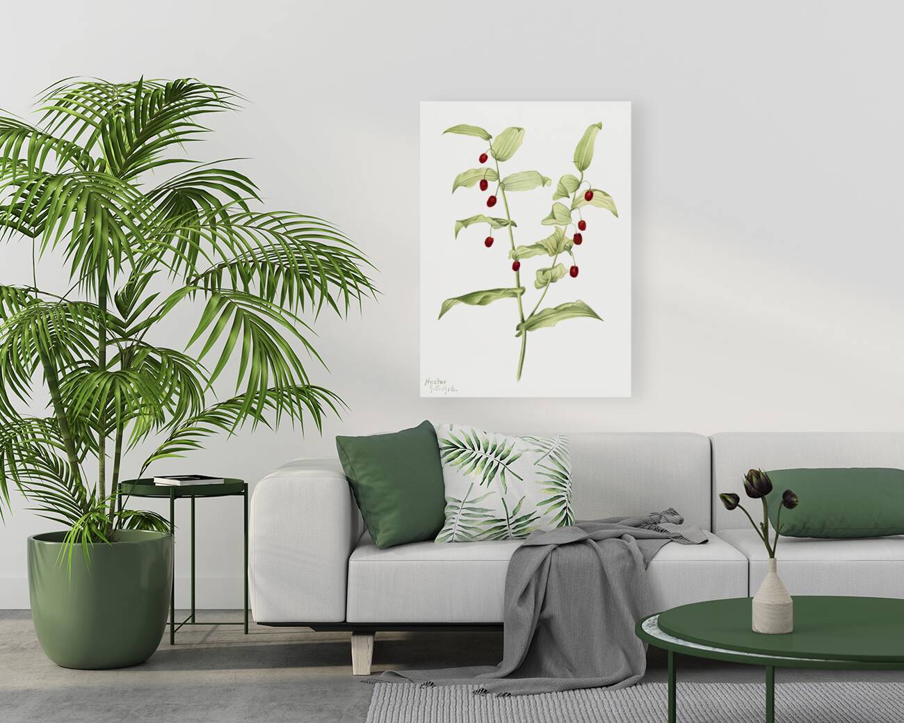 Clasping Twisted Stalk Streptopus amplexifolius 1916 Reproduction