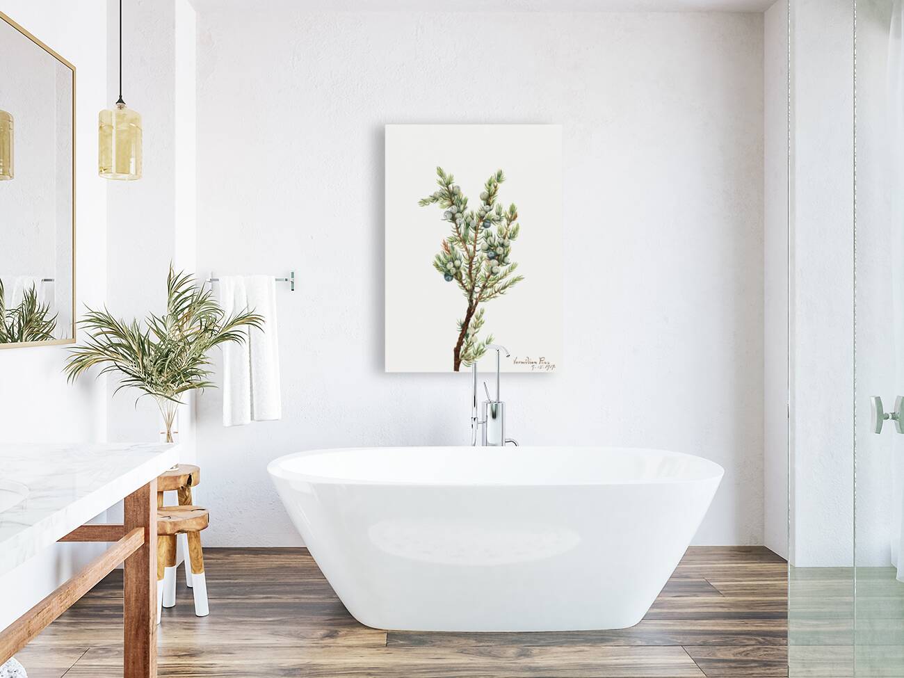 Mountain Juniper Juniperus sibirica 1917 Reproduction