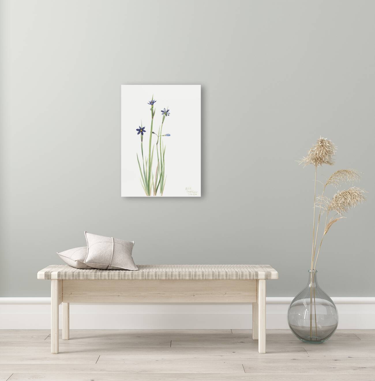 Blue-eyed-grass Sisyrinchium angustifolium 1920 Reproduction