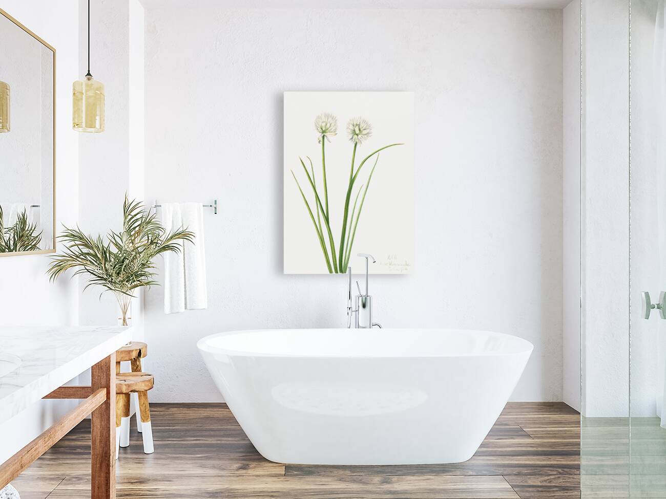 Northern Onion Allium sibiricum 1920 Reproduction