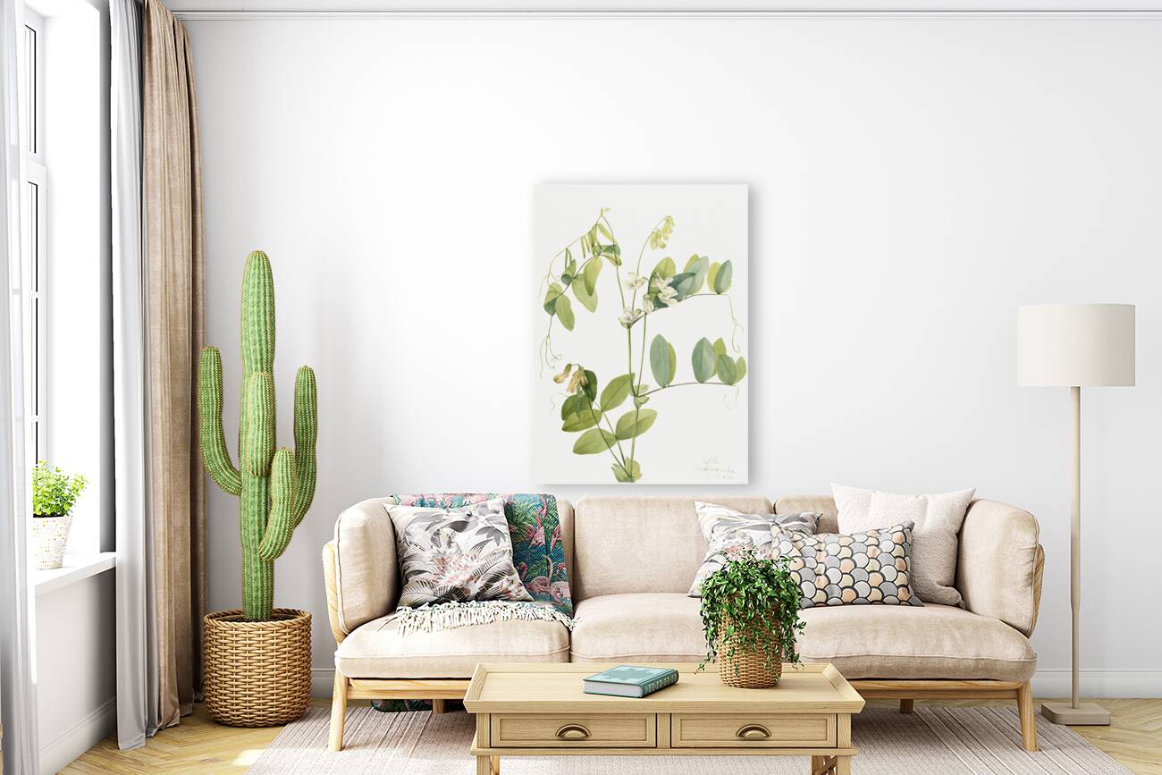 White Pea Lathyrus ochroleucus 1920 Reproduction