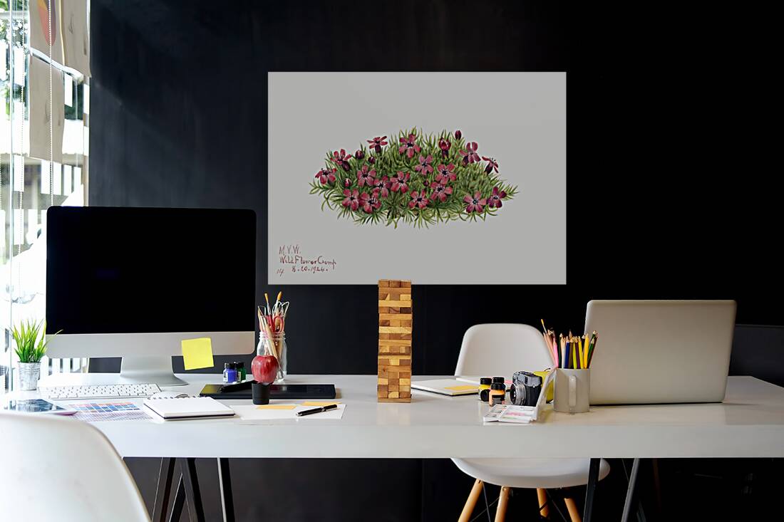 Moss Campion Silene acaulis 1924 Reproduction