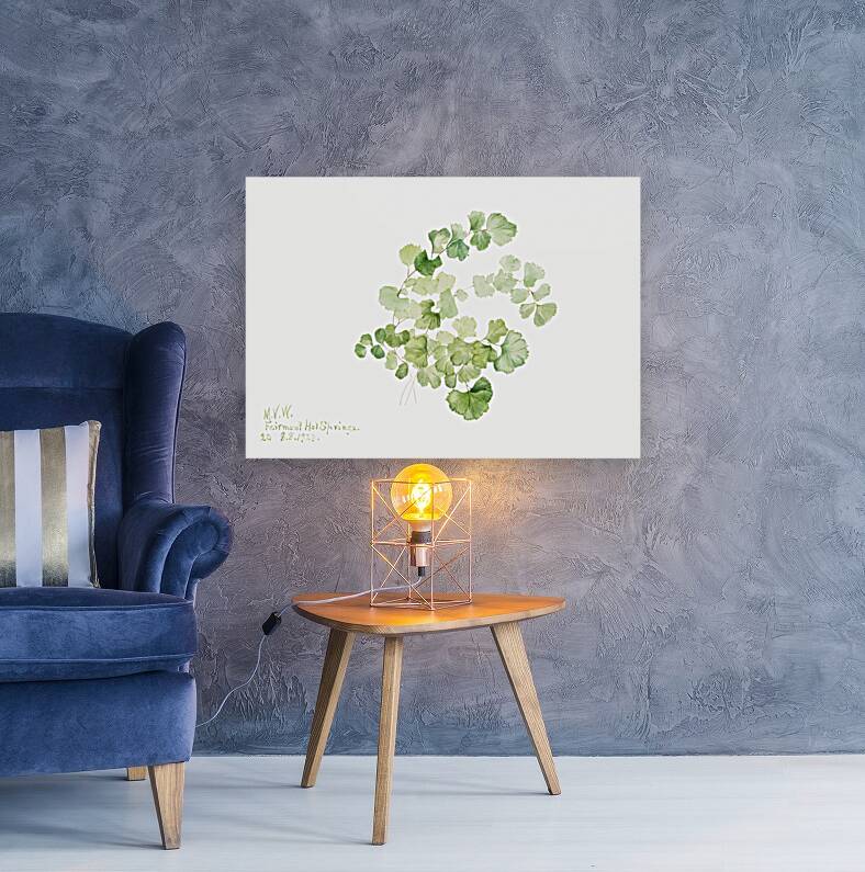 Puccoon Lithospermum ruderale 1923 Reproduction