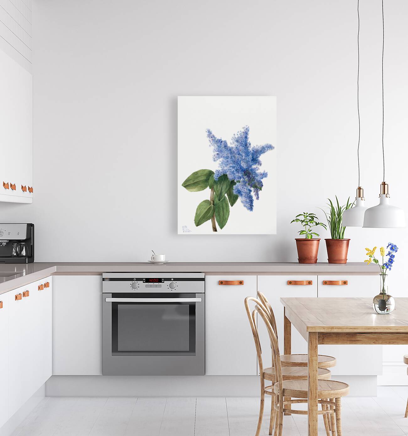 California Lilac Ceanothus thyrsiflorus 1935 Reproduction