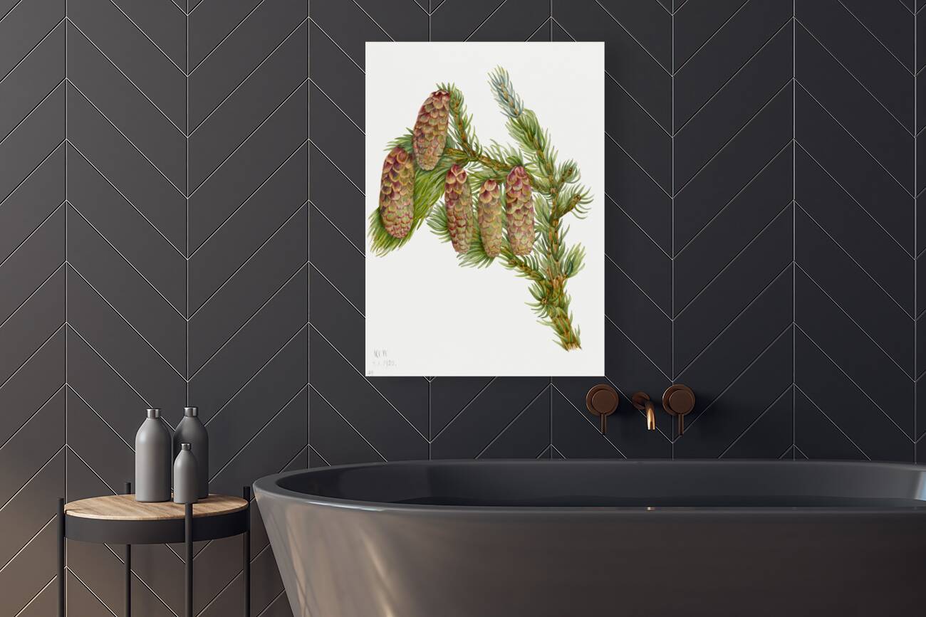 Douglas Fir Pseudotsuga mucronata 1923 Reproduction