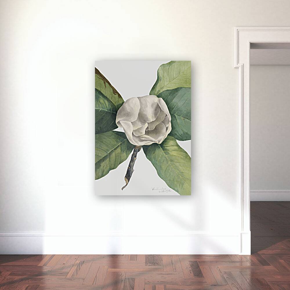 Southern Magnolia Magnolia grandiflora 1918 Reproduction