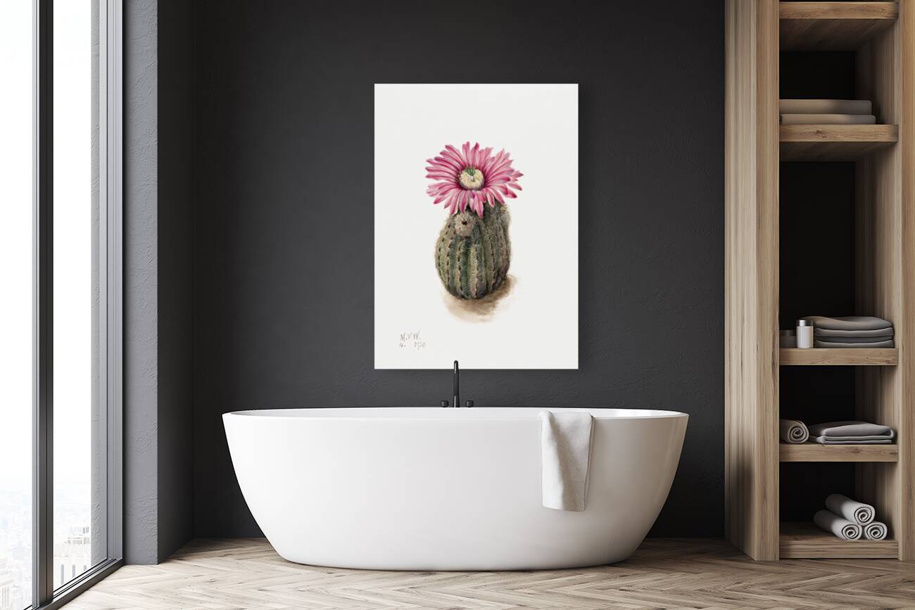 Turkeyhead Cactus Echinocerus perbellus 1930 Reproduction