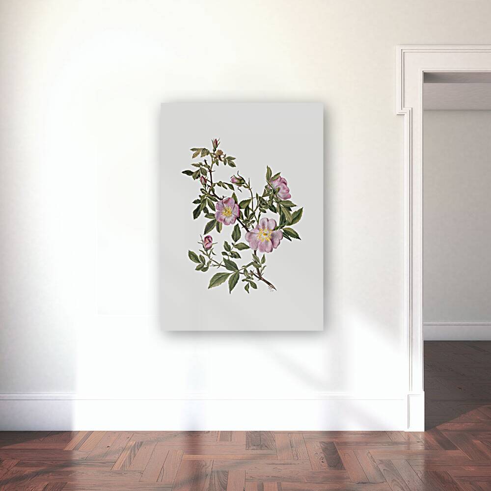 Rose Mallow Hibiscus moscheutos 1878 Reproduction