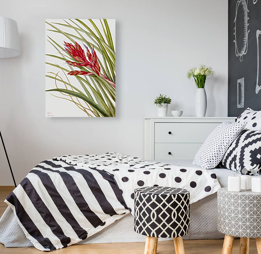 Quill Leaf Tillandsia Tillandsia fasciculata 1929 Reproduction