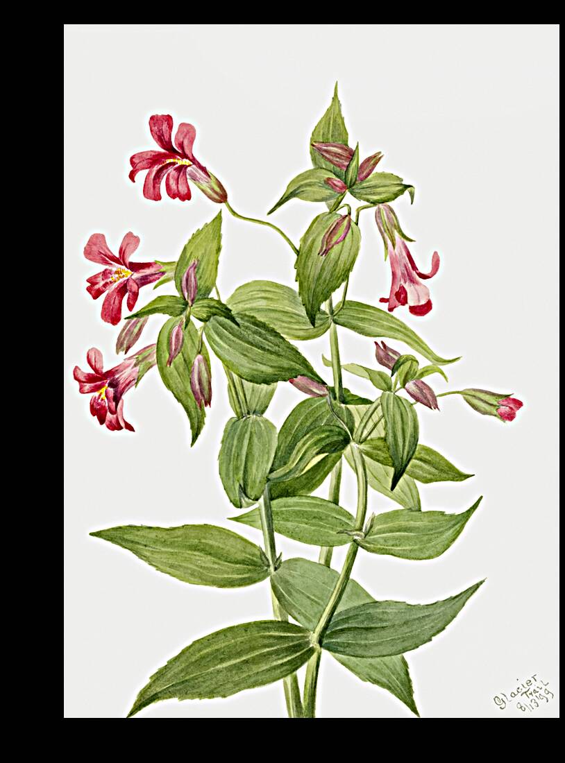 Lewis Monkey Flower Mimulus lewisii 1899 Reproduction