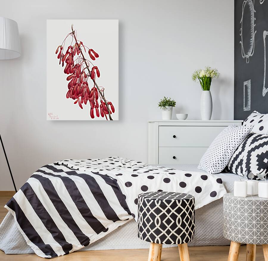 Carolina Maple Acer carolinianum 1923 Reproduction